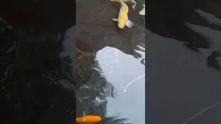 New Liner Leaking Has To Come Back Out #koi #koifishpond #fish #koisfish