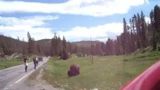 Bison Attacks!