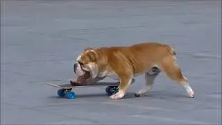Victor the Skateboarding Bulldog C S Lewis Square Belfast