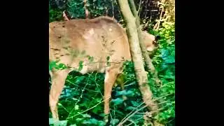 Nilgai at Sanjay van🙏🔥🔥#discovery #animals #forest