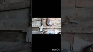 Ladte daute gole sale#reels#pigeon#kabootar#viral#ytshorts#shorts#instagram#facebook#viralvideo#like