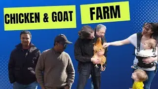 Chicken and Goat farm in England  #goatfarmer #chickenfarming