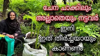 ചേന ചാക്കിലും അല്ലാതെയും നട്ടവർ ഇനി ഇത് തീർച്ചയായും കാണണം | Chena Krishi | Elephant Foot Yam Farming