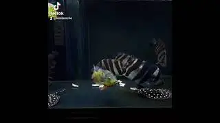 #peacockbass #datnoids #blacktanks