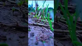 #viralmore#subscribemychannel#subscribemore#viralmore#trendingnatureshorts#naturelover#viralmore