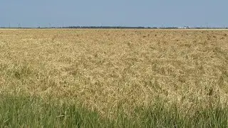 Storms create harvest hassles for rice farmers