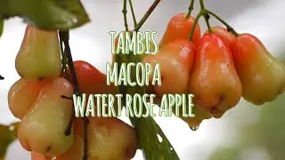 TAMBIS OR MACOPA OR WATER ROSE APPLE #plants #fruit #nature #macopa #fruittree 