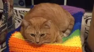 Adopt a shy kitty - Caring for Cats No Kill Animal Shelter Minnesota