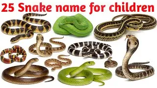 25 Snake Name in English and Hindi | Kids Learning 25 Snakes Name with Pictures | बच्चों के लिए 
