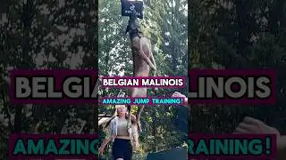 Belgian Malinois amazing Jumping training #malinoismonday #dogbreed #belgianmalinois #malinois
