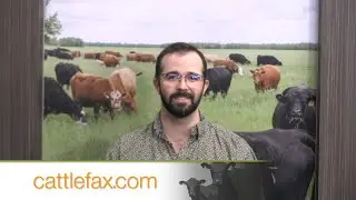 Closing Bell: CattleFax Showlist