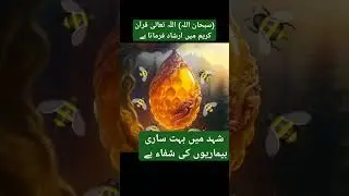 honey bees Islamic information Quran e Kareem#honey#bee#channel #sport#viral#shorts#shortvideo#new