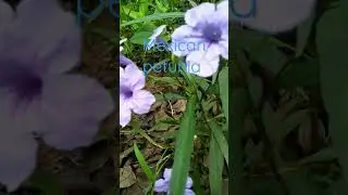 Mexican petunia plant|Mexican blue bell
