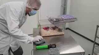 Intraocular pressure measurements in mice