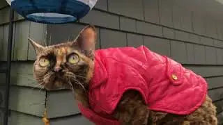 Devon Rex in a Pink Jacket with Gold Button
