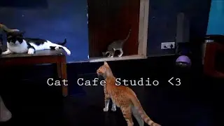Cat Cafe Studio - Mumbai, India
