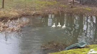 Duck relocation(1)