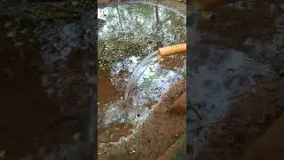 ##Save Trees/##Shorts/##Save Environment/##whats up status##