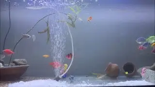 Apni fish ko acha rakhna hai to aquarium ka pani kitna  acha hona chahe Ye dekhiye 