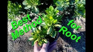 The best Method to Root Euonymus /Goldbolwi