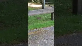 Wild Rabbit~Mategwas: Abenaki Indigenous Language Pronunciation🐰🐇#languageback #rabbit #abenaki