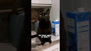 What about my bowl??😡😤 #funnycats #memes #cats #shorts #funnyvideos #funny