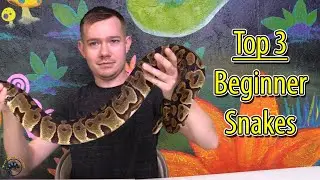 🐍 The Top 3 Beginner Snakes for New Snake Owners! 🐍