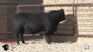 Redland Angus Lot 64