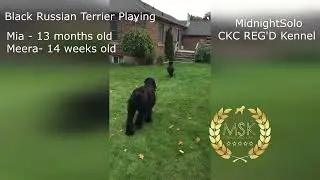 BRT Play time  14 week old Meera & 13 months old Mia