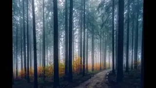 In der Fremde