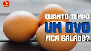 Por quanto TEMPO um OVO fica galado, depois que o GALO cruza com a GALINHA?