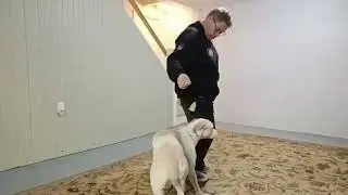 Sit, Stay, Lay, Stand and Twirl