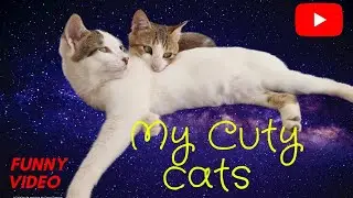 Cat ChangAn Makes the World's LARGEST Gummy Bear ! | Homemade Candy | Cute Cat TikToks
