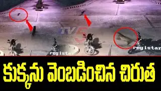 కుక్కను వెంబడించిన చిరుత | Chirutha Hulchal In SV University at Night | Tirumala | TV5 News Digital