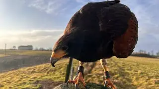 Hunting with My Harris Hawk | Best Catch of the Season!