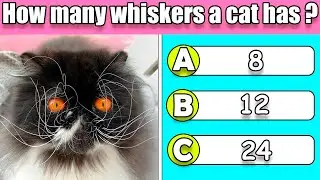 General Knowledge Quiz. Cat Quiz😺.