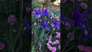 Dutch Iris Discovery荷兰鸢尾