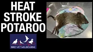 Treating a potaroo for seizures - exotics/bird vet in Melbourne