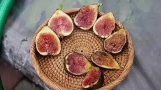 Fig Variety Comparison: Barnissotte vs Noire de Bellone