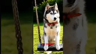 Daily routine of jackey during winter season#funny #sunshine tanishka//subscribe#comment