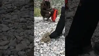 Helping with Snake Bite test polaina #shorts