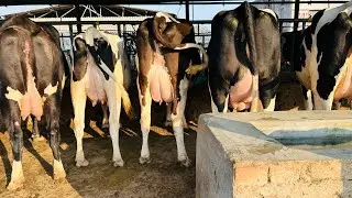Original 🏅ABS styker ,bravo ,beast semen 1 st lactation with 35 lt milk ready 🐄 forsale 9815258000