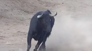 TOROS DE PUEBLO MOCHA 2024 || LOS MEJORES TOROS DEL ECUADOR