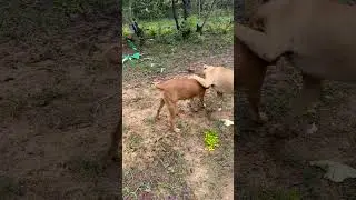 Homesteading in rural Zimbabwe 🇿🇼 Buhera: Our security dogs #Dogs