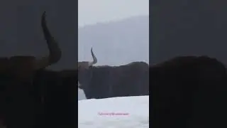 Amazing Wolf Hunting Skills: Wildlife Survival Strategies.