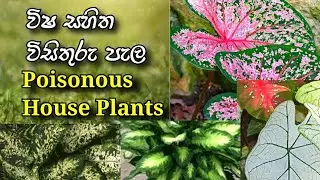 විෂ සහිත විසිතූරු පැල ( poisonous House Plants)