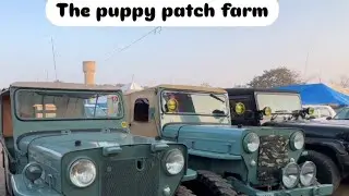 Converted passion into profession the puppy patch farm #mohali #punjab #jeep #horse #vintage #style