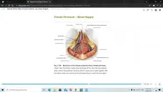 ANATOM&Iacute;A II. HENDIDURA VAGINAL Y MAMAS