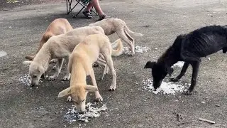 Pinakain namin ang mga asong itinapon sa pulo! Sobrang papayat😭