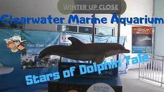 ClearWater Marine Aquarium | Seeing the stars of Dolphin Tale